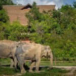 Elephant-Sanctuary-02 Elephant Sanctuary Siem Reap