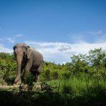Elephant-Sanctuary Elephant Sanctuary Siem Reap